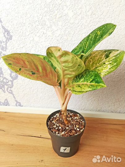 Аглаонема Эппл Фэнтези (Пинк Эмеpальд)