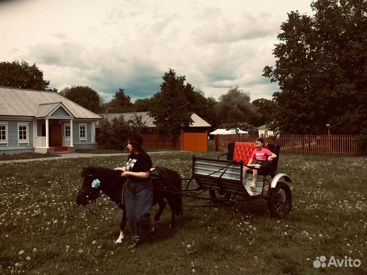 Пони с жеребенком