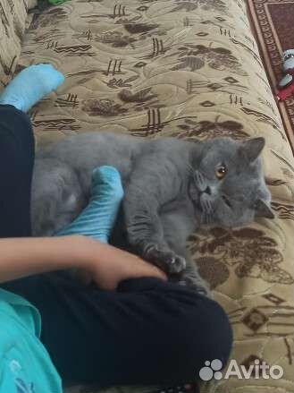 Отдадим в хорошие руки
