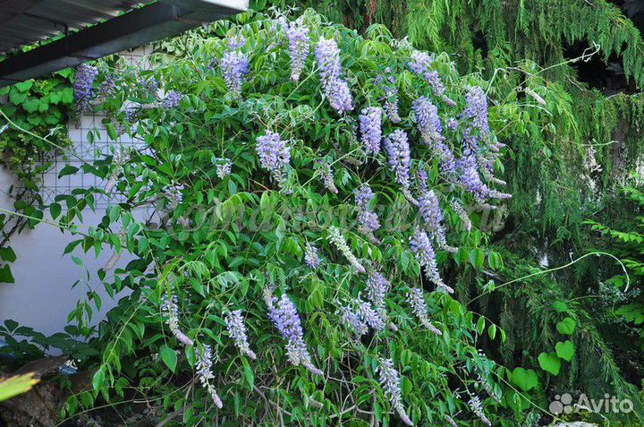 Саженцы Глициния крупнокистевая Blue Moon