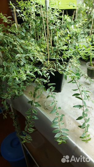 Мирт вариегатный