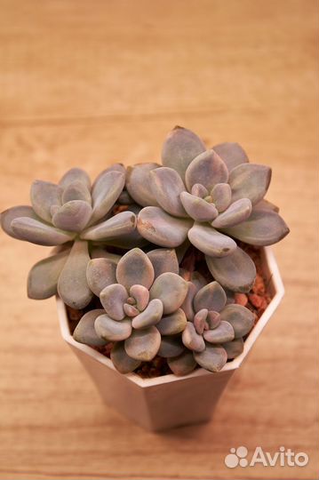 Суккуленты 1