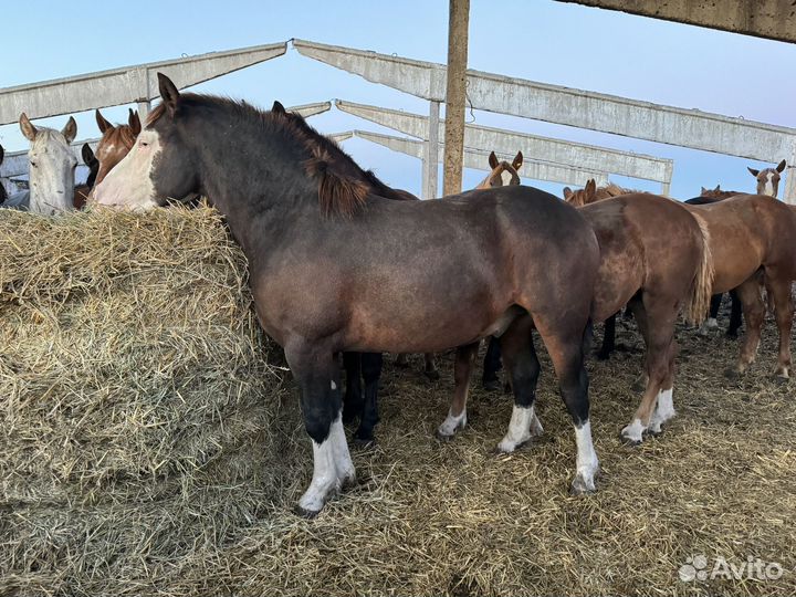 Продам жеребят