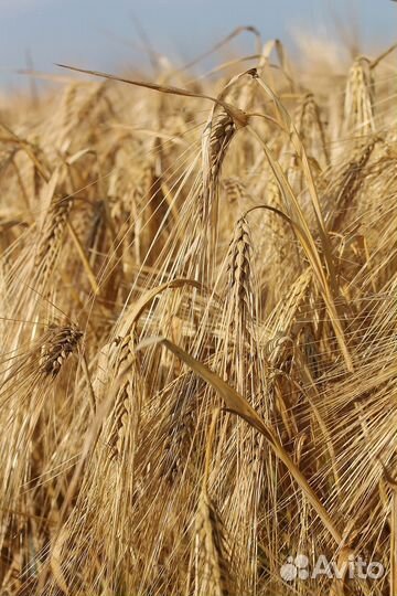 Продам зерно