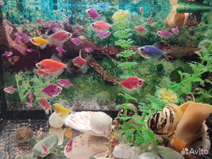Аквариум с рыбками