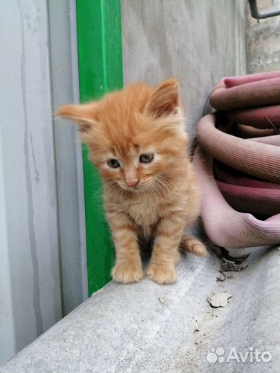 Котята