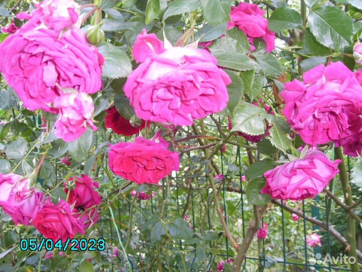 Саженец плетистой розы