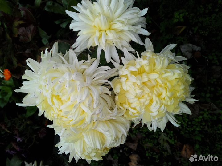 Хризантемы