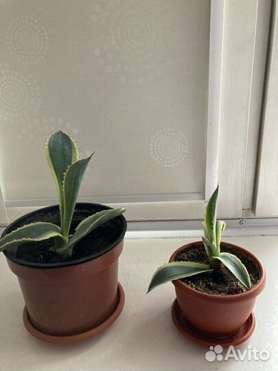 Агава голубая и американская