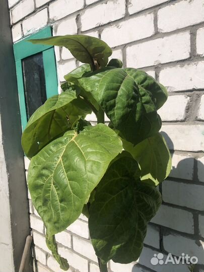 Томатное дерево (цифомандра)