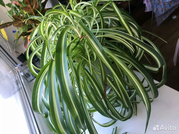 Хлорофитум кудрявый -Бонни