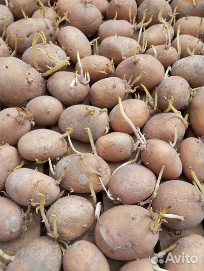 Продам картофель