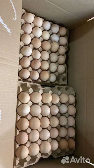 Яйцо куриное,фермерское