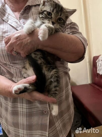 Кошка (котенок)