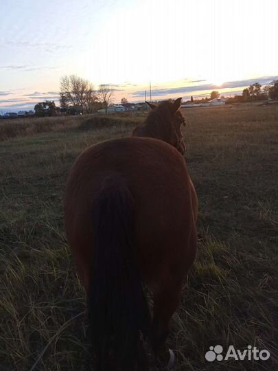 Кобыла 9 лет на откорме,можно доить