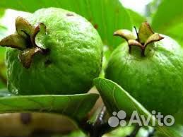 Саженцы фейхоа