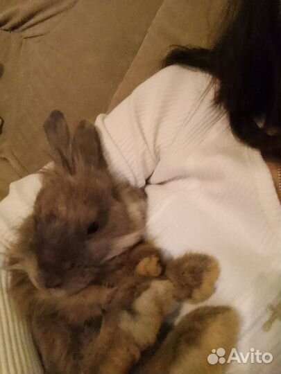 Декоративные кролики