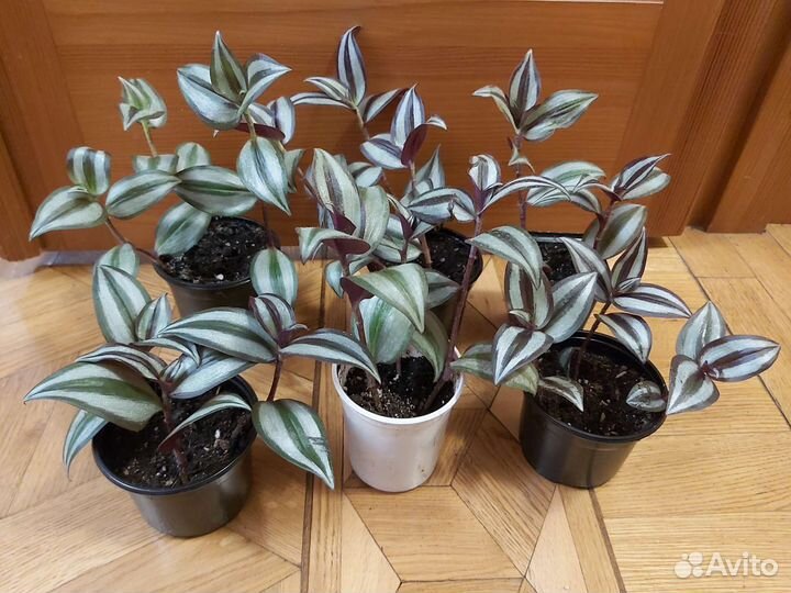 Спатифиллум и традесканции