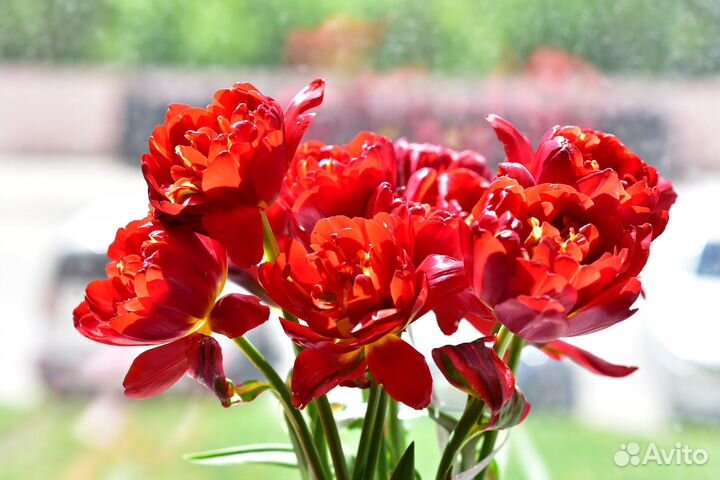 Тюльпаны розовые красные пионовидные, сирень букет