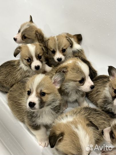 Щенки корги