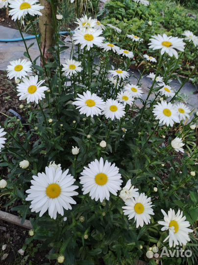 Лилии, Хоста растение, ромашки