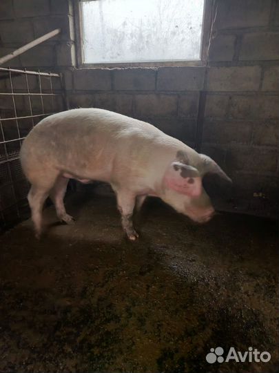 Супоростные свиньи,хряк