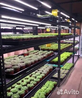 Фитолампа для микрозелени и салата