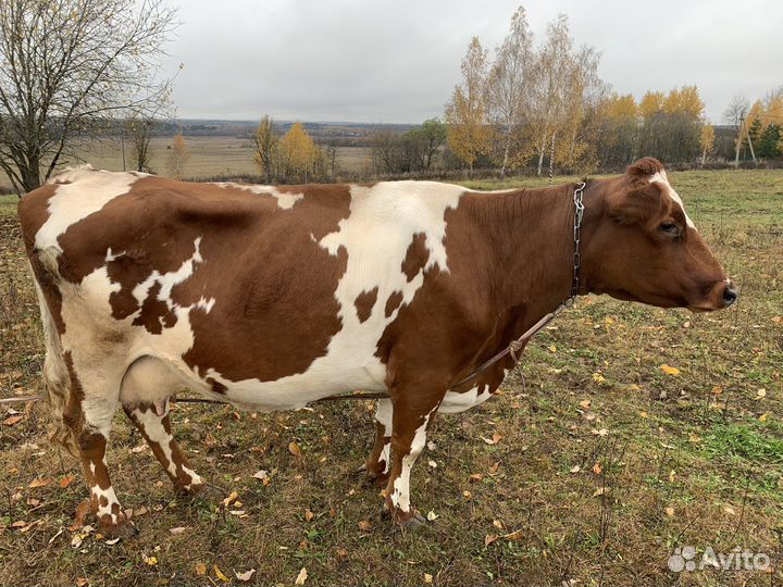 Корова хорошая дойная