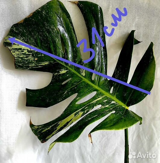 Монстера альба крупная