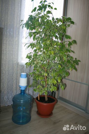 Комнатные растения большие