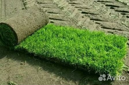 Газон рулонный гарантия