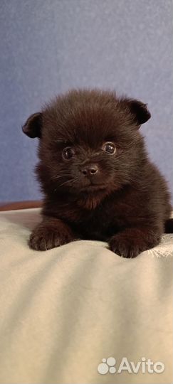 Щенки шпица