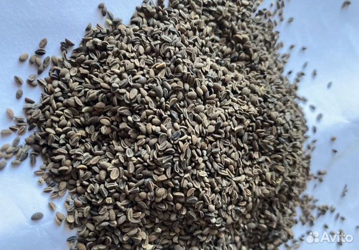 Семена фацелии 1 репродукция