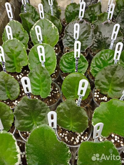 Черенки фиалок