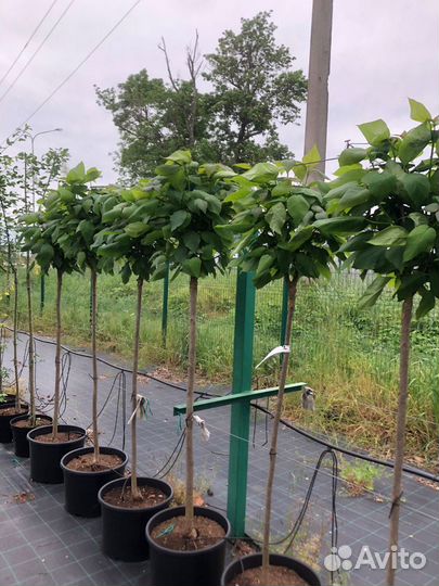 Катальпа в горшке / на штамбе