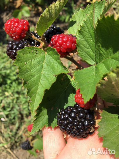 Саженцы ежевики