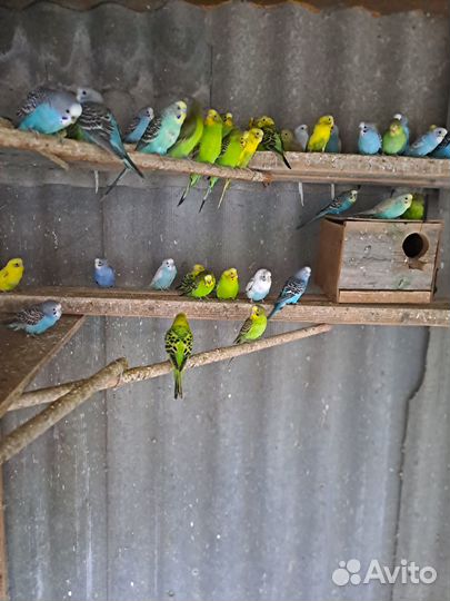 Волнистый попугай, Кореллы