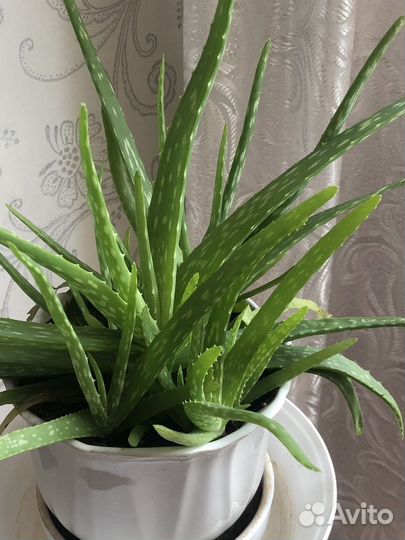 Цветы домашние