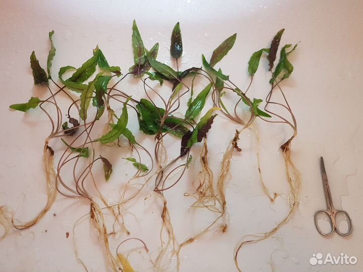 Аквариумные растения (криптокорины и др.)