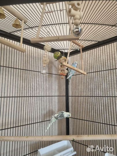 Клетка для попугаев