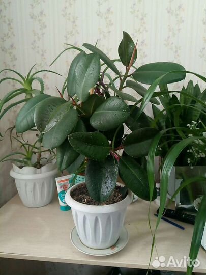 Комнатные растения