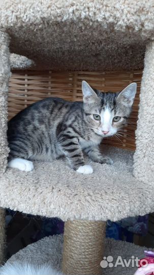 Котята (мальчики)