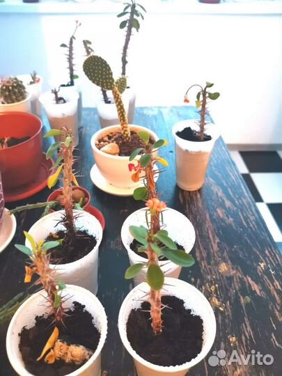 Молочай миля