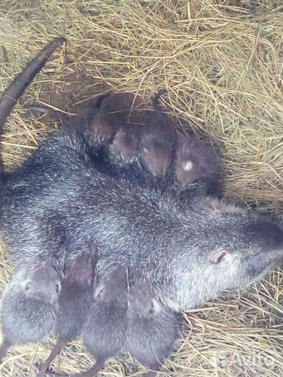 Нутрии различного возраста