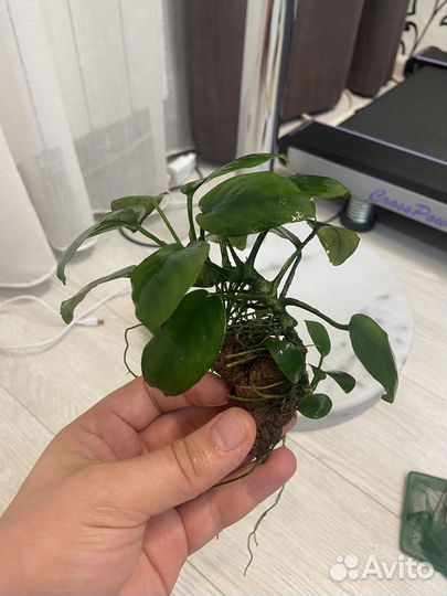 Анубиас на лаве