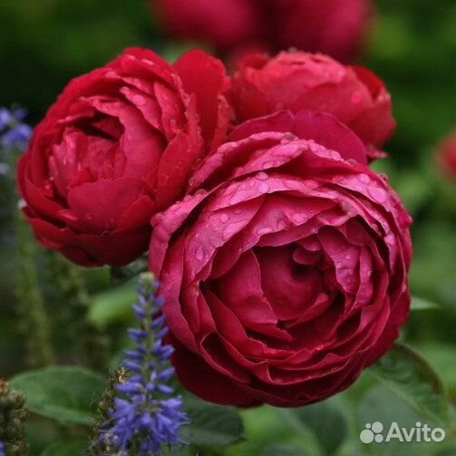 Аскот саженцы роз кустовых