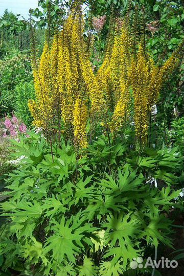 Многолетники для сада цветы