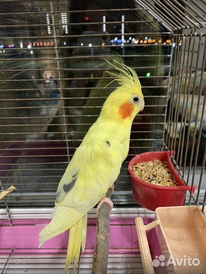 Попугай карелла самец