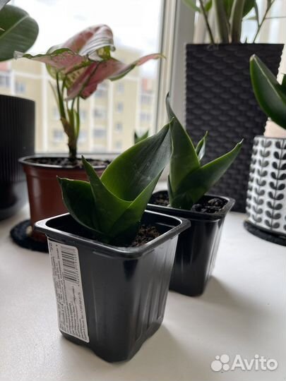 Сансевиерия