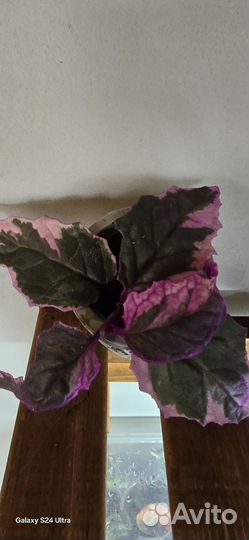 Гинура вариегатная